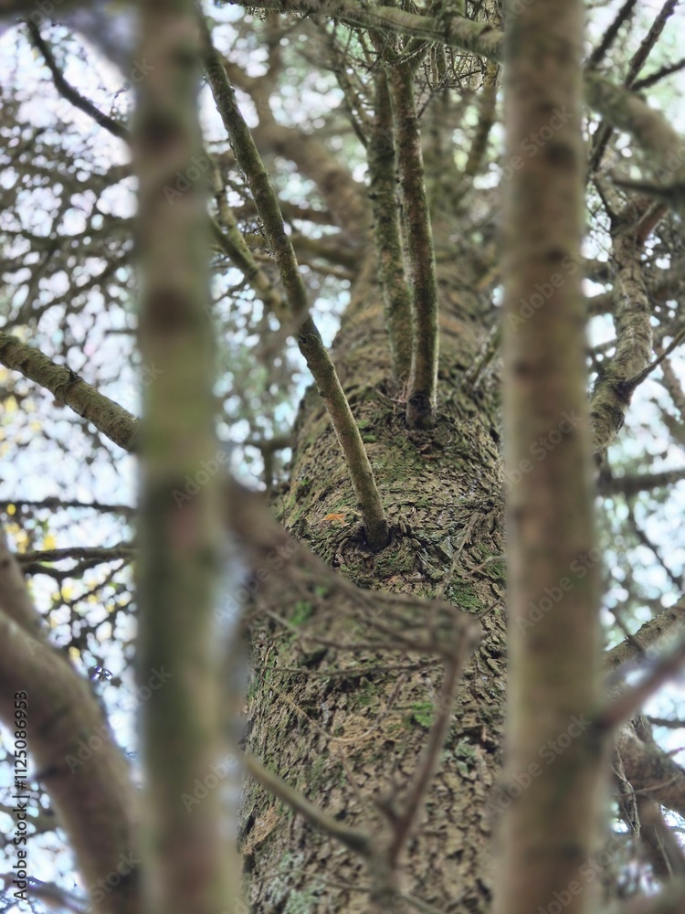Tree branches in the deep forest background Tree branches in the deep forest background