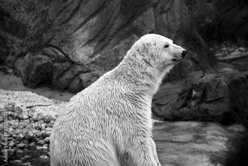 Portrait d'un ours blanc photo