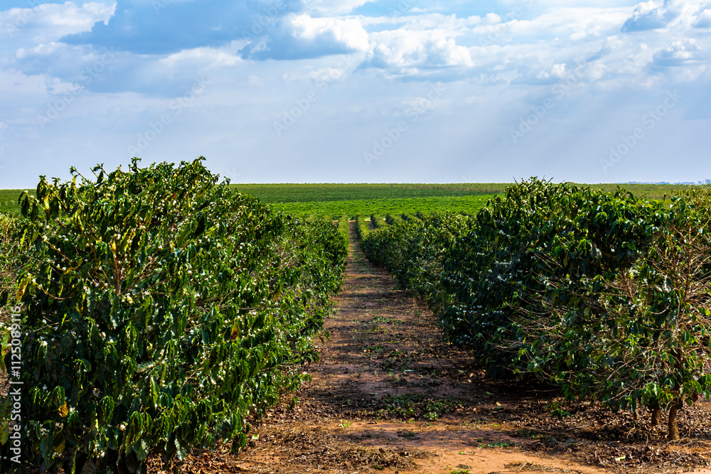 Obraz premium Coffee beans on coffee tree on the plantation in brazilian farm 