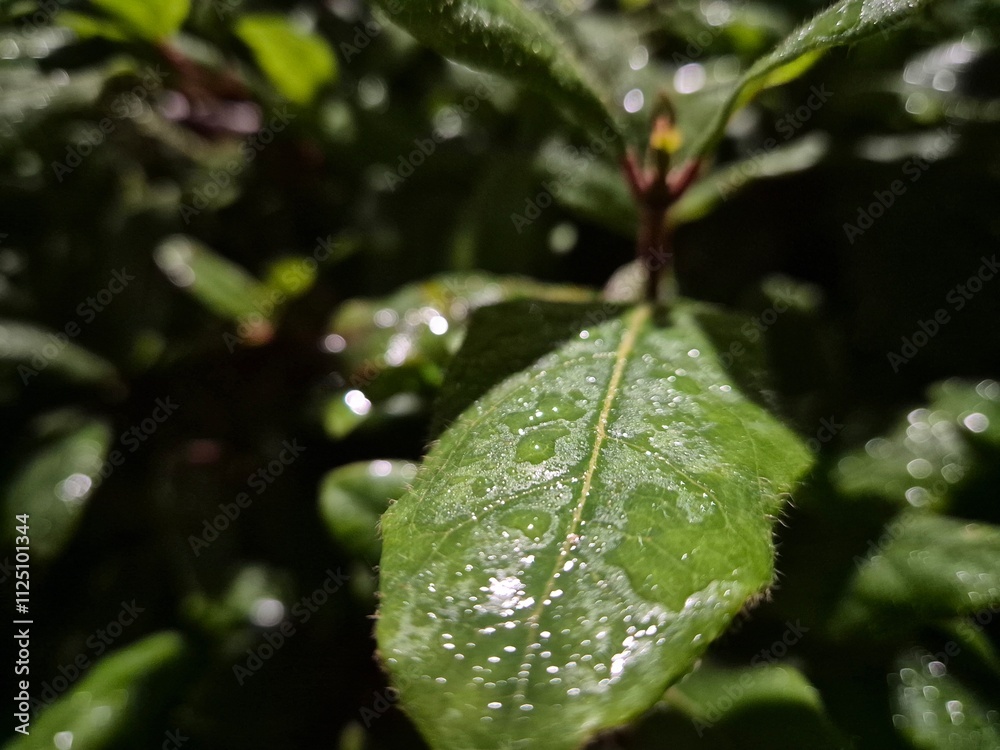 Waterdrops on a leaf close view background Waterdrops on a leaf close view background