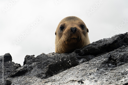 The Galápagos fur seal spotted at the beach of Santa Cruz island, Galapagos Islands, Ecuador.