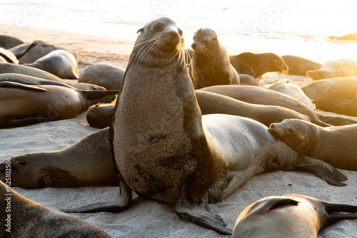 Photos The Galápagos fur seal spotted at the beach of Santa Cruz island, Galapagos Islands, Ecuador