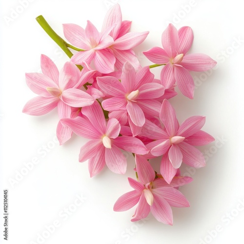 Wallpaper Mural Pink flowers with delicate petals and green stem, white isolated background. Torontodigital.ca