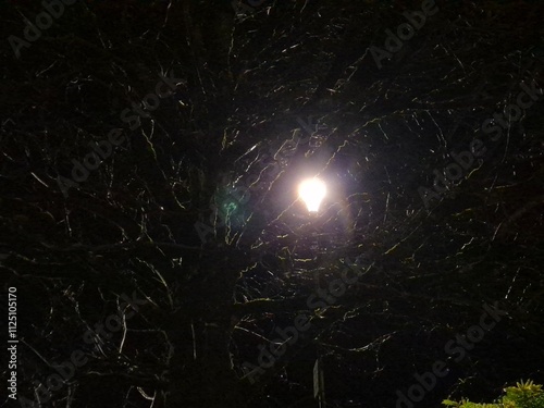Quadro em tela Vortex tunnel effect of the light coming through wet tree branches