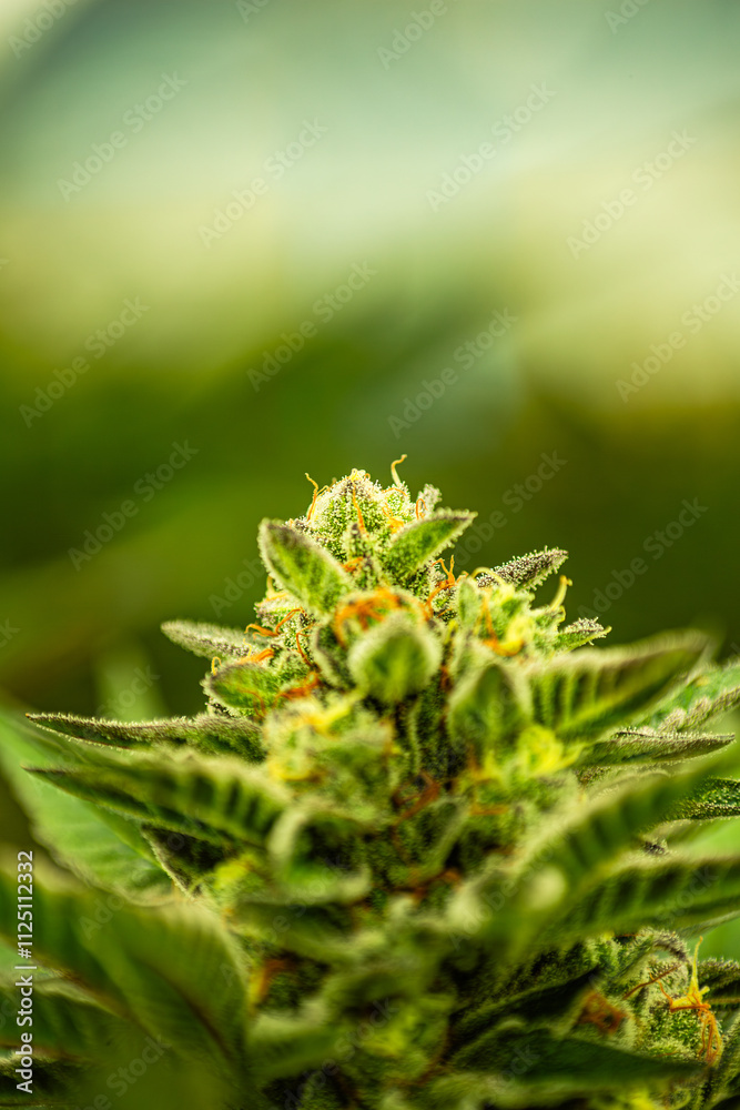 INDOOR CANNABIS PLANTS IN FULL BLOOM INDOOR CANNABIS PLANTS IN FULL BLOOM
