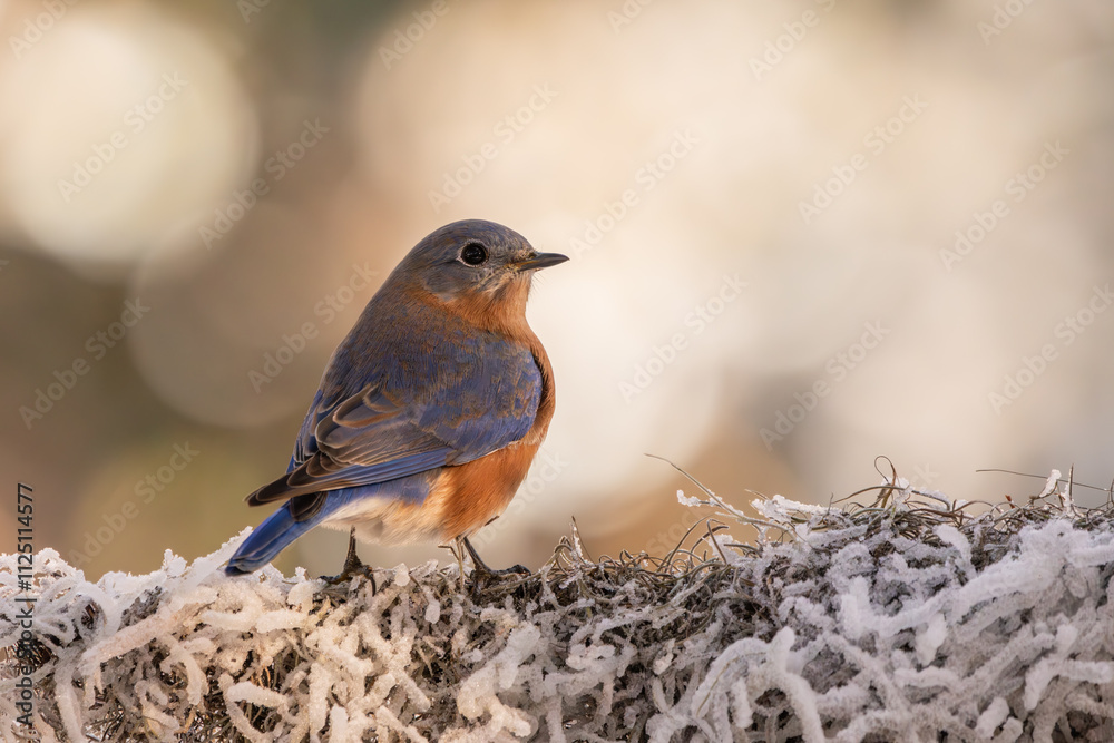 A bluebird perched on a snow-covered branch A bluebird perched on a snow-covered branch