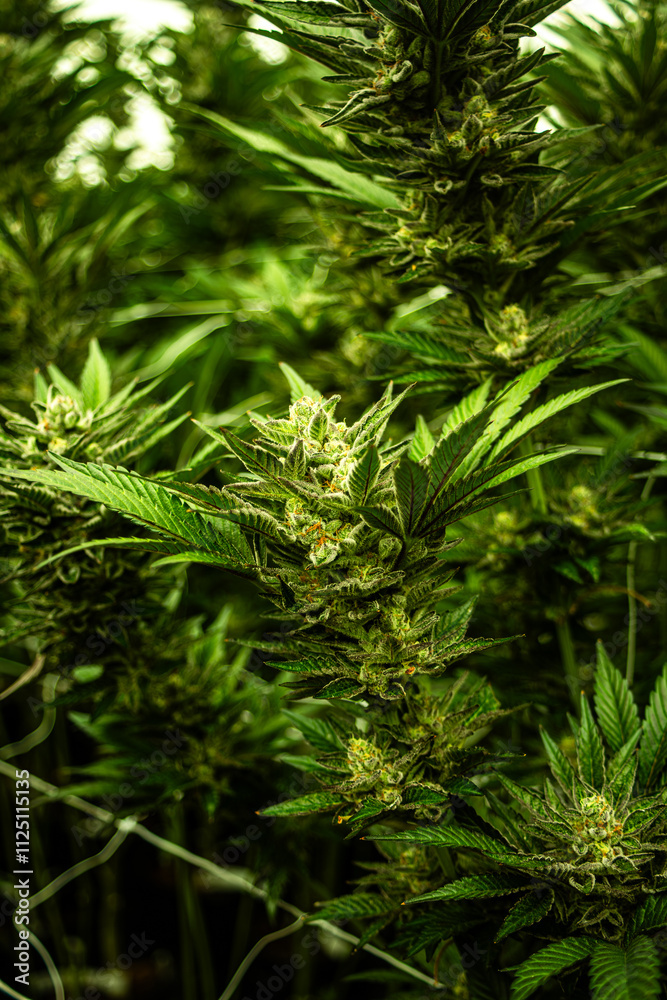 INDOOR CANNABIS PLANTS IN FULL BLOOM INDOOR CANNABIS PLANTS IN FULL BLOOM