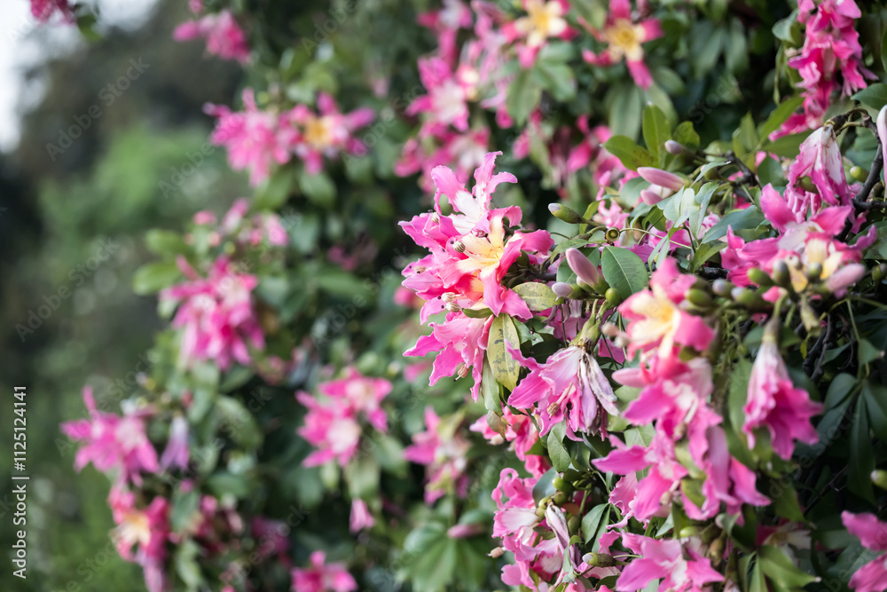 Beautiful Silk floss tree (ceiba speciosa) flowers. Beautiful Silk floss tree (ceiba speciosa) flowers.