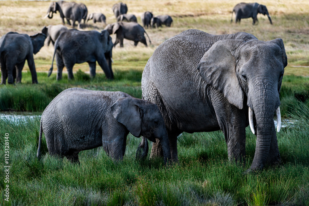 Fototapeta premium A scene in the Serengeti, where a group of elephants is grazing in a marshy area surrounded by lush greenery.