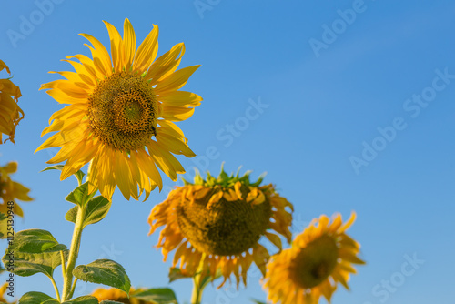 Sunflower field and blue sky background, Thailand.