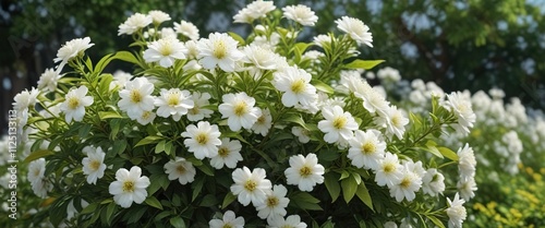 White flowers blooming in clusters on a shrub-like plant with yellow-green stems and pinnate leaves , yellow green stem, flowering plant, clusters photo