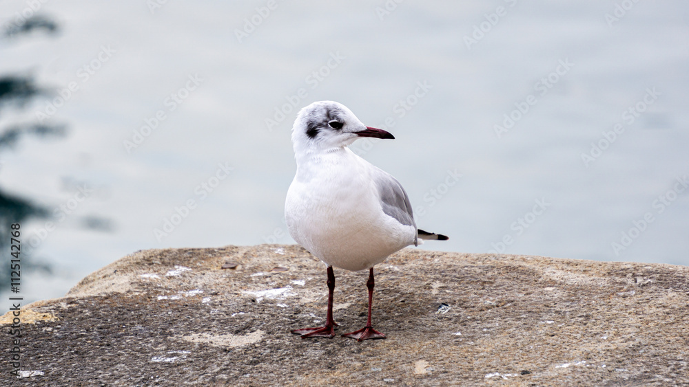 Horizontal portrair of a white and grey gull perched on a stone dock with soft ocean hues in the background Horizontal portrair of a white and grey gull perched on a stone dock with soft ocean hues in the background