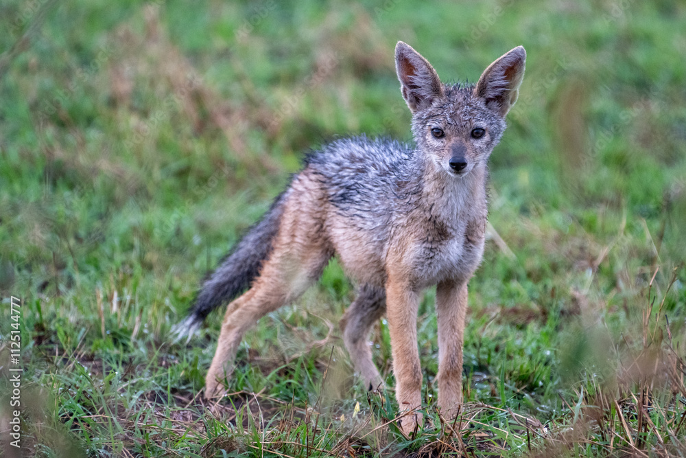 A lone Jackal in the grass in Tanzania A lone Jackal in the grass in Tanzania