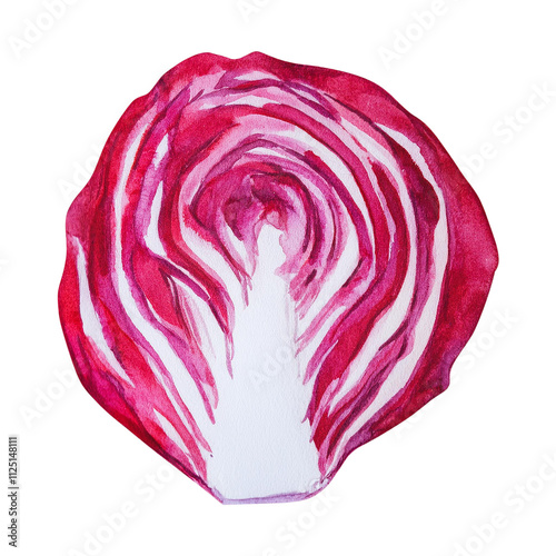 Watercolor Radicchio Cross Section Vibrant Red White Vegetable Painting