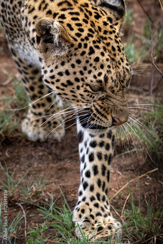 A snarling Leopard with close up of face