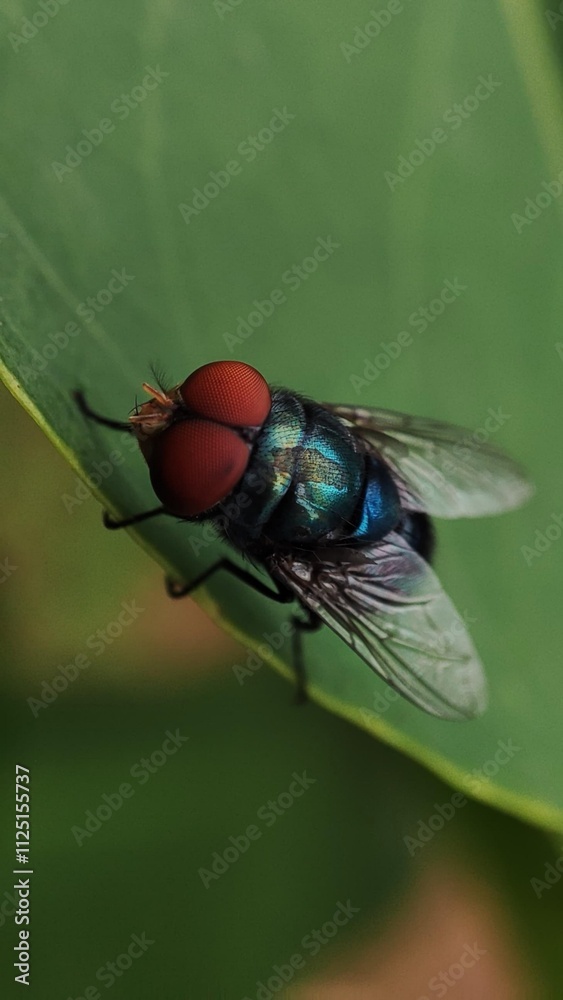 fly on leaf, Chrysomya megacephala, more commonly known as the oriental latrine fly or oriental blue fly, is a member of the family Calliphoridae, Male Bluebottle Chrysomya rufifacies. fly on leaf, Chrysomya megacephala, more commonly known as the oriental latrine fly or oriental blue fly, is a member of the family Calliphoridae, Male Bluebottle Chrysomya rufifacies.