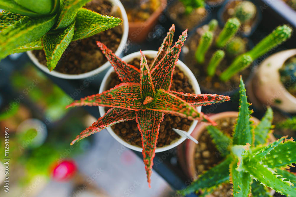 Aloe hybrid in a greenhouse with full sunlight. Aloe hybrid in a greenhouse with full sunlight.