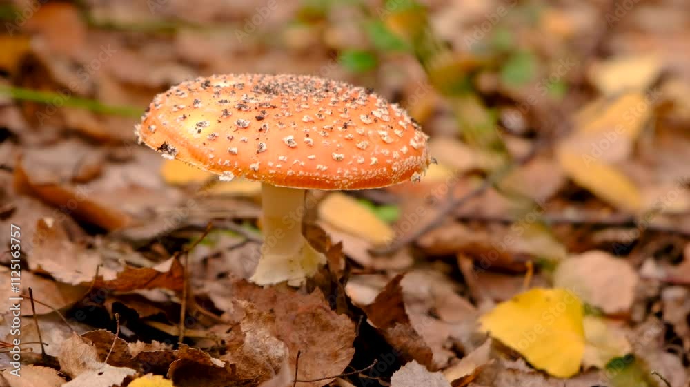 Bad mushrooms in the forest. Selective focus. Bad mushrooms in the forest. Selective focus.