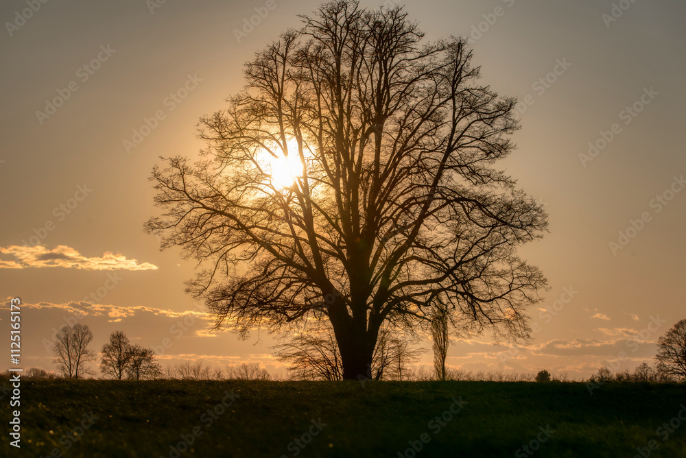 Lone tree in middle of open field Lone tree in middle of open field
