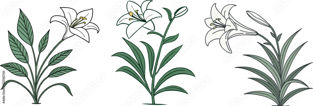 Fototapeta premium Lily flower set isolated on white, vector clipart. 