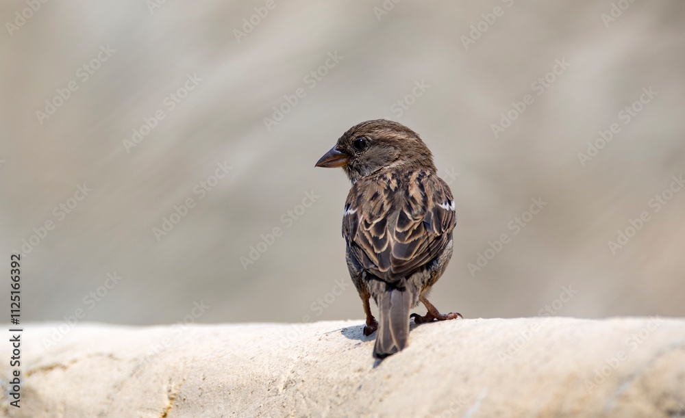 Obraz premium Cute and adorable House Sparrow (Passer domesticus).