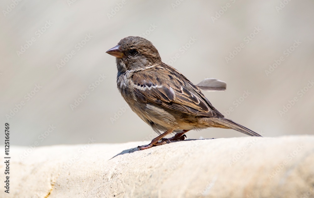 Fototapeta premium Cute and adorable House Sparrow (Passer domesticus).