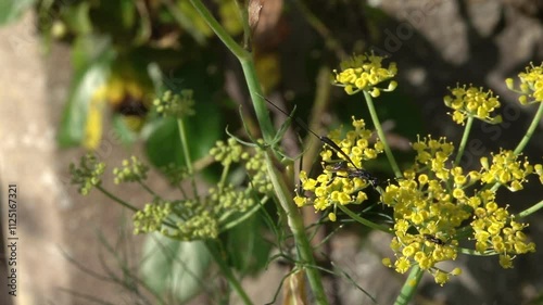 Parasitic Wasp (probably Gasteruption jaculator, or similar) female flying away from a flower. July, Kent, UK [Slow motion x10]	 photo