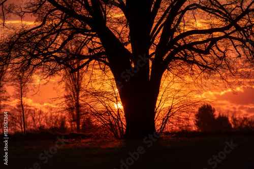 Lone tree in middle of open field