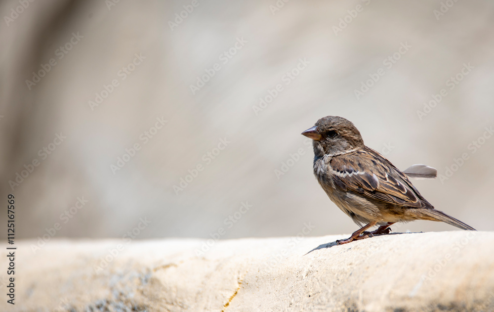 Cute and adorable House Sparrow (Passer domesticus). Cute and adorable House Sparrow (Passer domesticus).