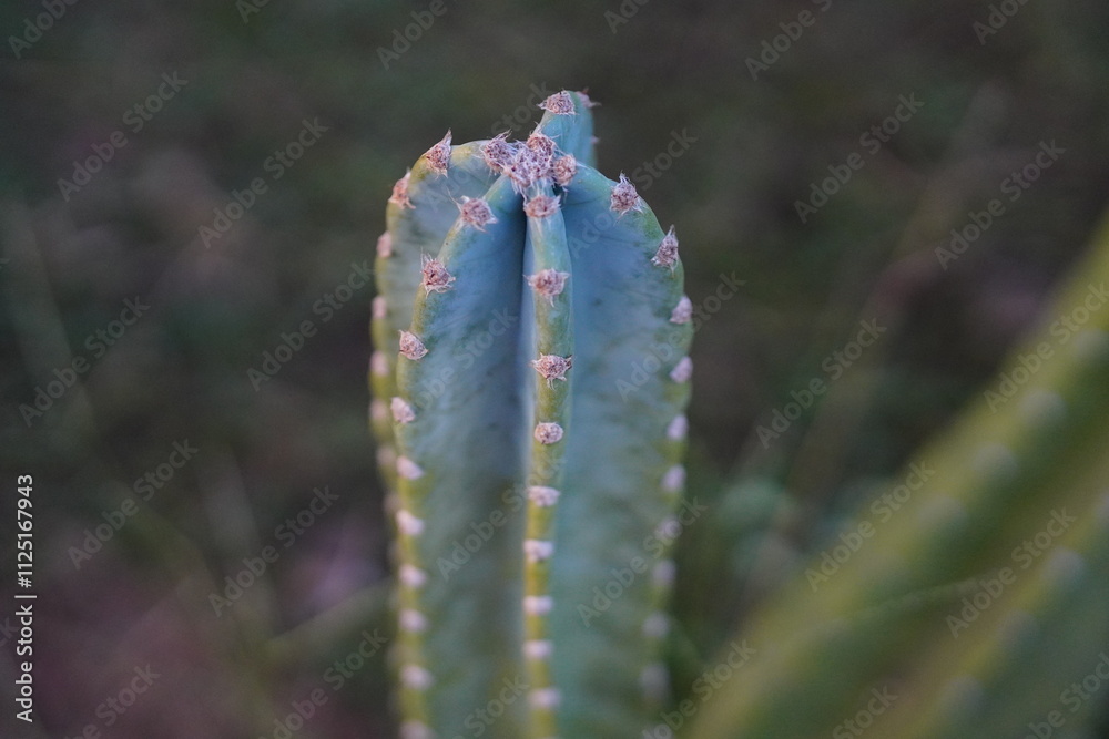 Naklejka premium Cereus Jamacaru cactus growing in agriculture field in rural area of Thailand.