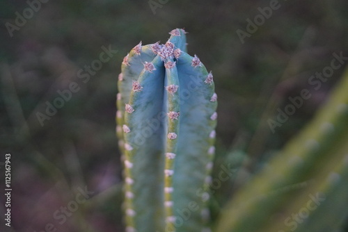 Cereus Jamacaru cactus growing in agriculture field in rural area of Thailand.