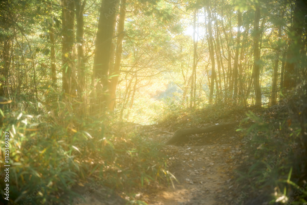 Obraz premium 幻想的な森の風景