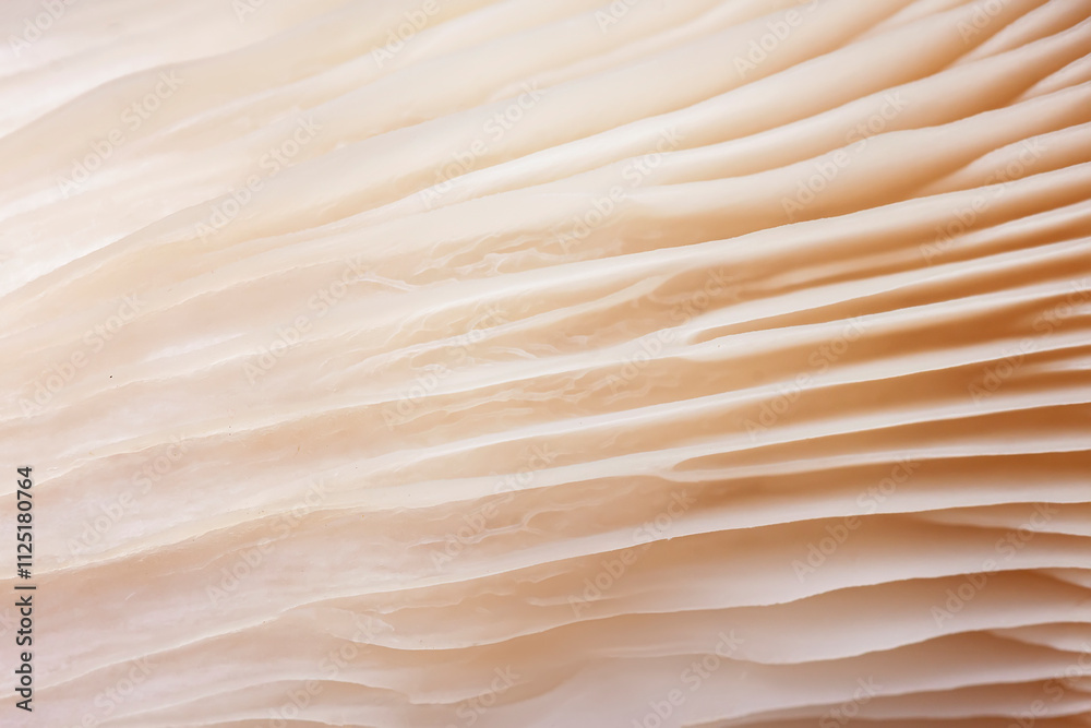 Abstract close-up of mushroom gills in soft beige tones with delicate textures Abstract close-up of mushroom gills in soft beige tones with delicate textures