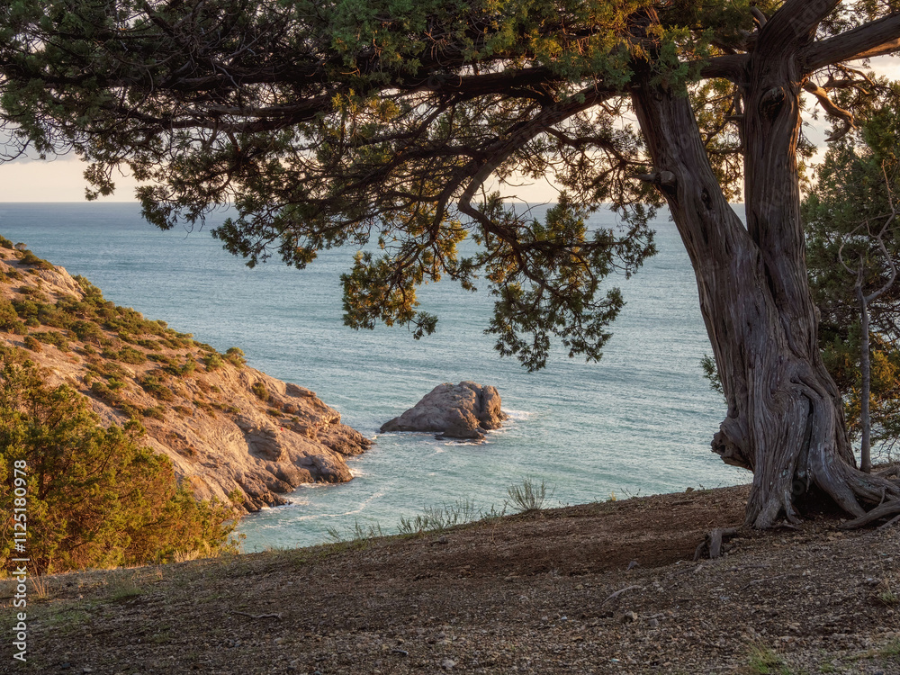 Fototapeta premium Pine tree on the seashore.