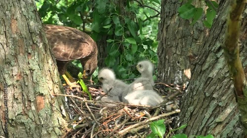 The buzzard brought a lizard to his chicks