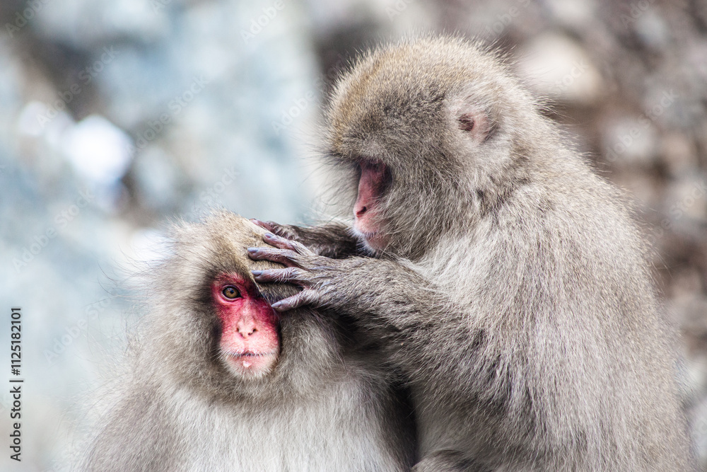 Japanese Snow Monkey in Hot Spring Nagano-Shi, Japan Japanese Snow Monkey in Hot Spring Nagano-Shi, Japan