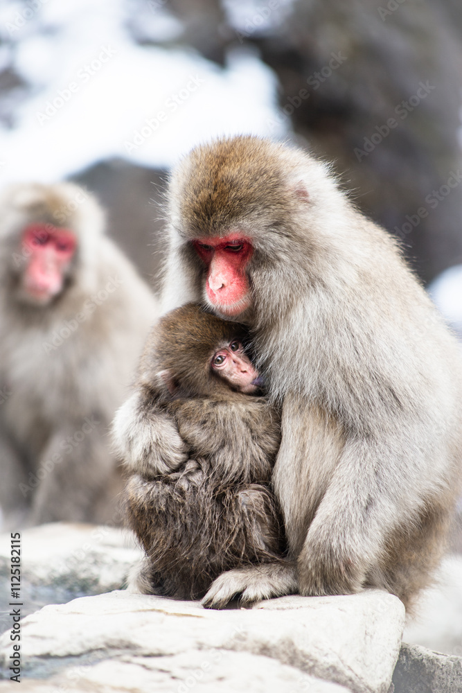 Japanese Snow Monkey in Hot Spring Nagano-Shi, Japan