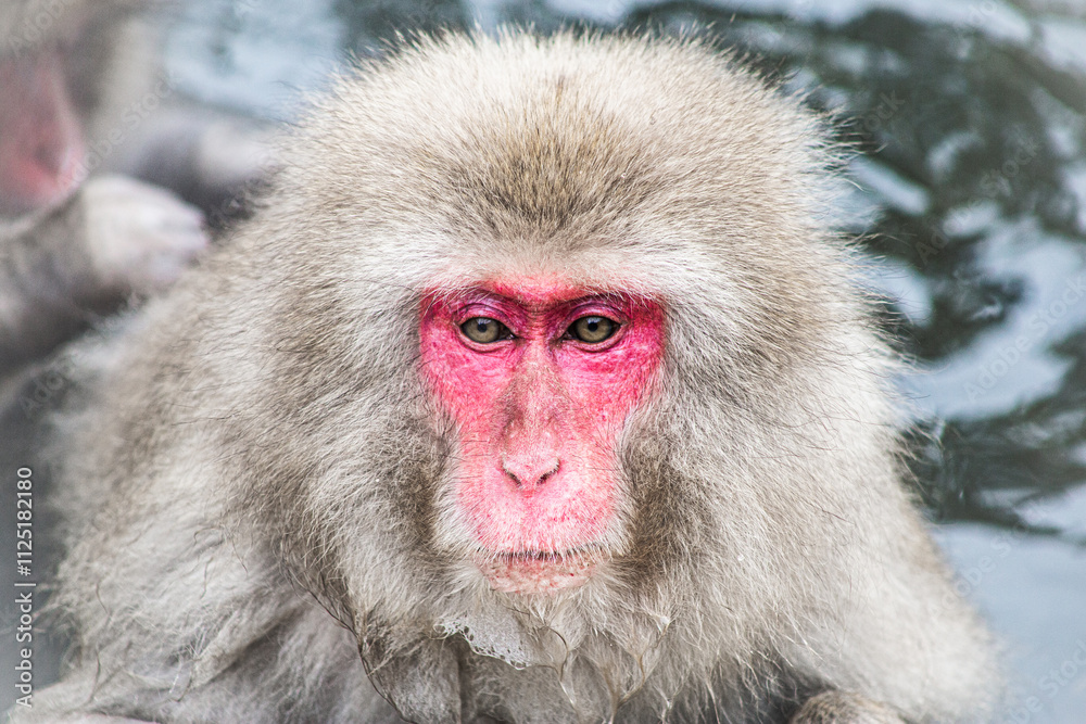 Japanese Snow Monkey in Hot Spring Nagano-Shi, Japan Japanese Snow Monkey in Hot Spring Nagano-Shi, Japan