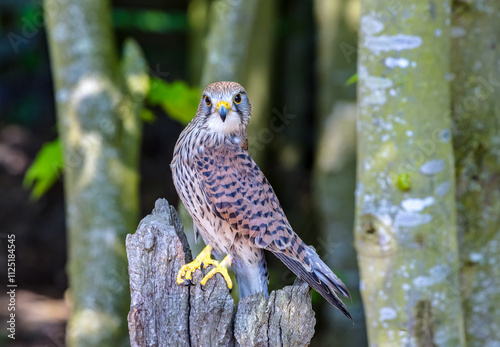 kestrel in the wild