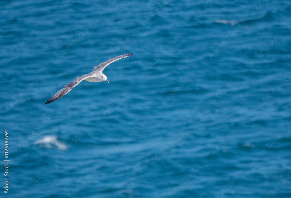 Seagull flying with blue sky background. sky and bird bottom up view landscape Seagull flying with blue sky background. sky and bird bottom up view landscape
