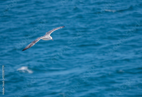 Seagull flying with blue sky background. sky and bird bottom up view landscape