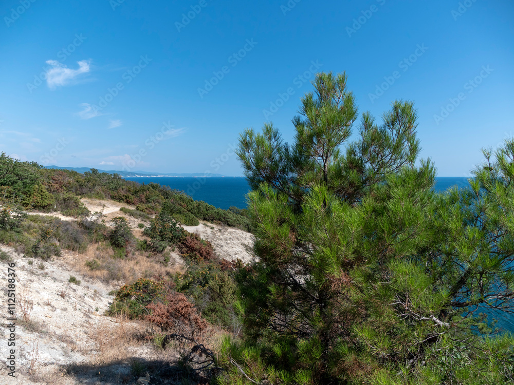Olive tree branches with sea in the background Olive tree branches with sea in the background