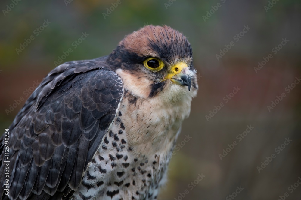 Fototapeta premium The Lanner Falcon (Falco biarmicus).