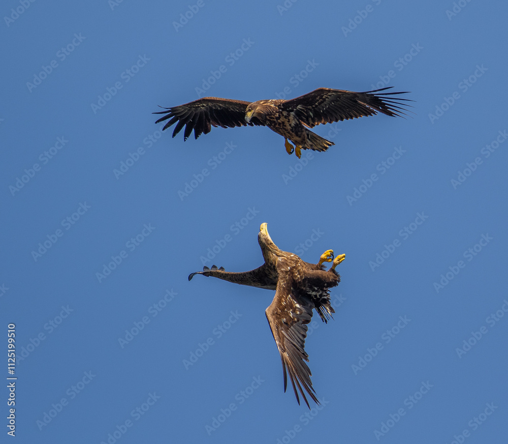 Obraz premium Sea eagles fight in the air