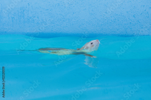 Young ferret swimming in summer daytime pool photo