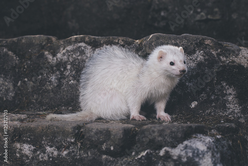 Silver color ferret posing for portrait on old outdoor stone stairs