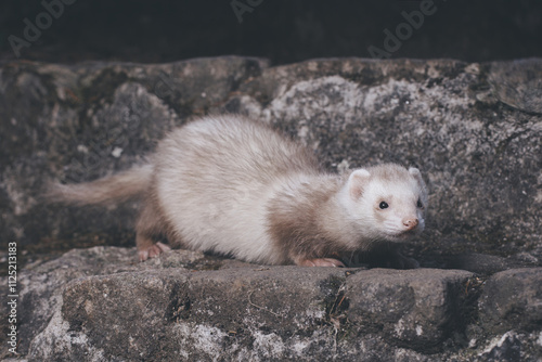 Champagne ferret posing for portrait on old outdoor stone stairs photo