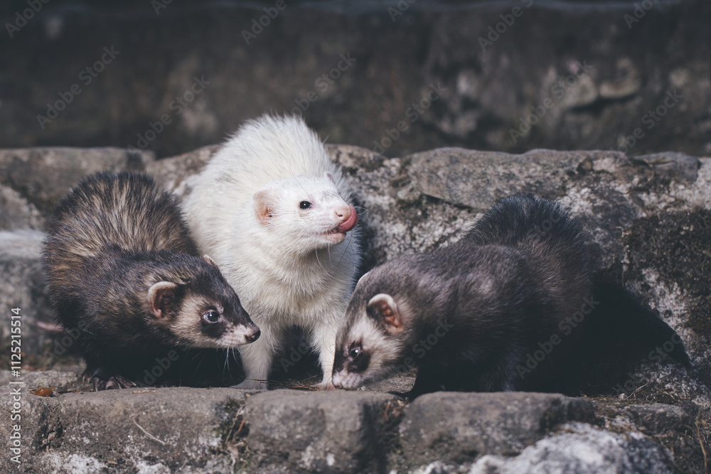 Ferret trio posing for portrait on old outdoor stone stairs Ferret trio posing for portrait on old outdoor stone stairs