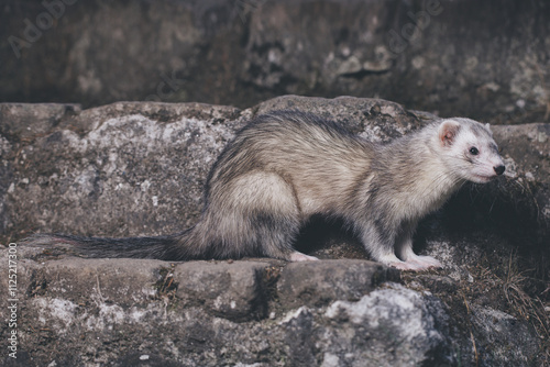 Ferret posing for portrait on old outdoor stone stairs photo