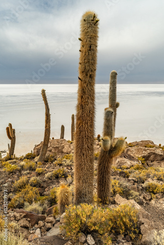 Salar de Uyuni salt plains with large cactuses of island Incahuasi at sunrise time, Andean Altiplano, Bolivia, South America. photo